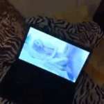 Couple watches homemade porn video when they fuck
